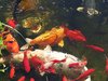 mini-fische2 06-2006